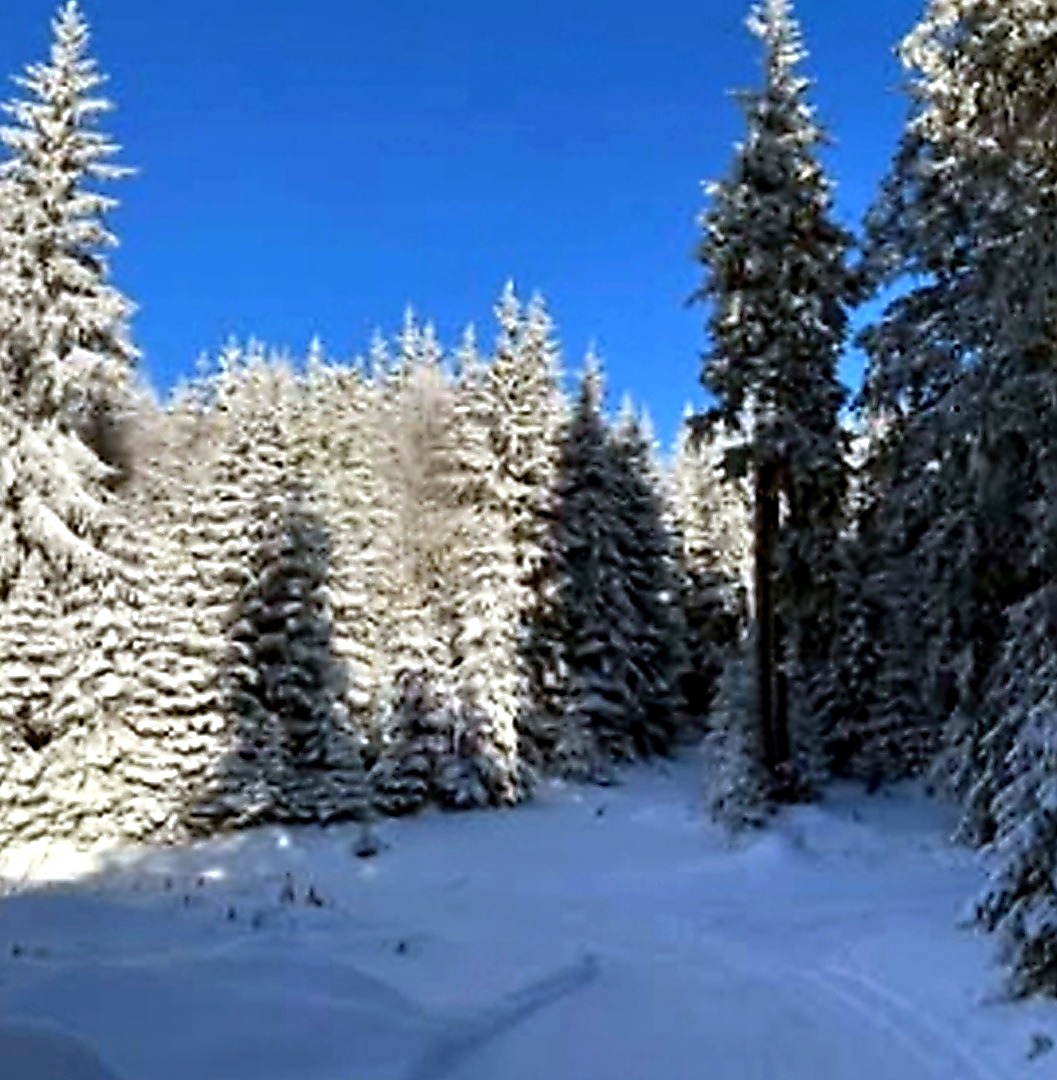 forest path