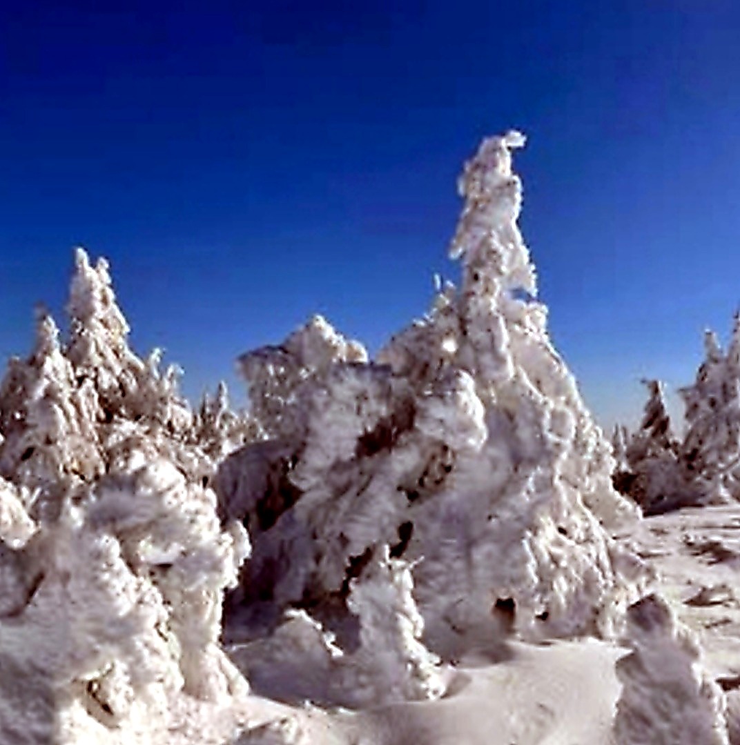 snow trees sun