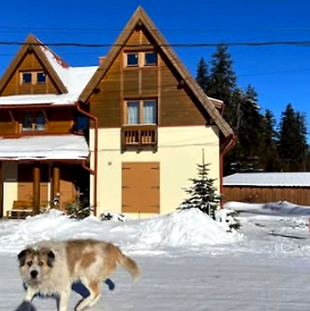house dog winter