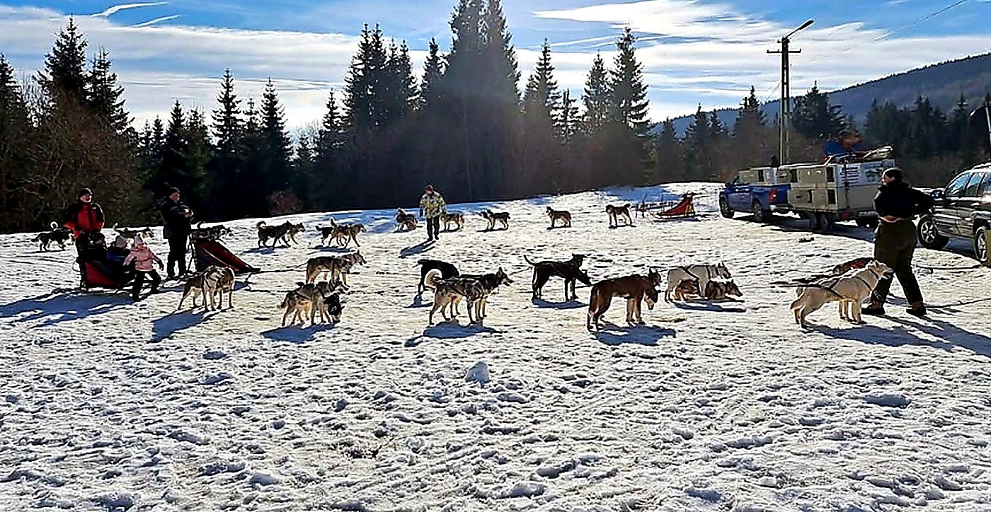 husky sled