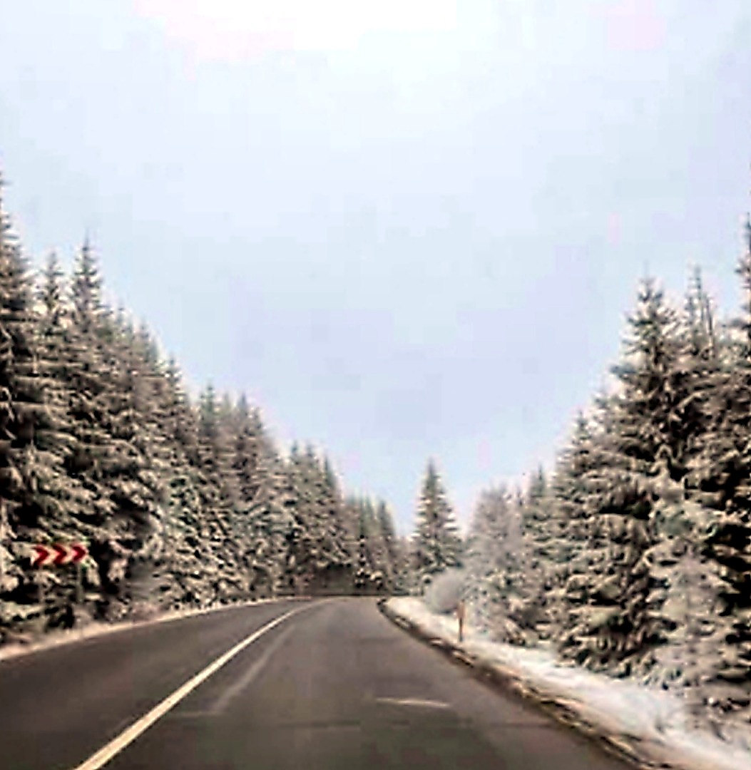 snowy forest road
