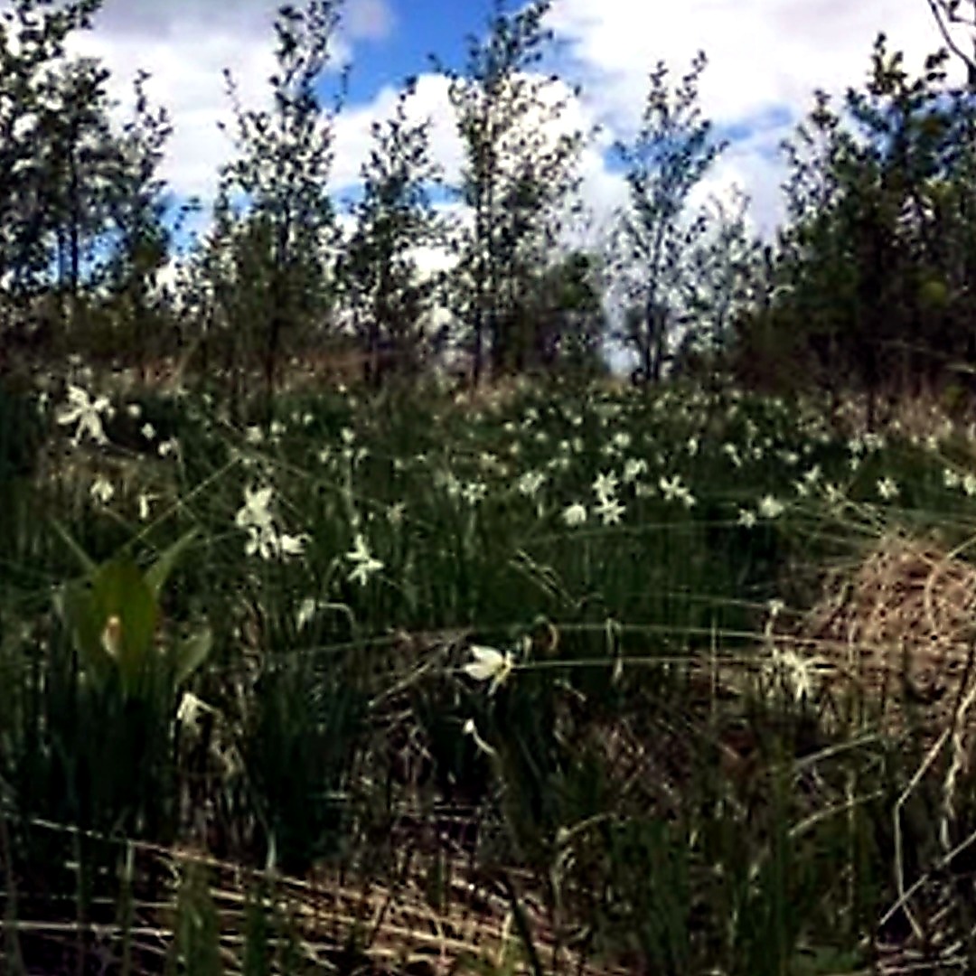 wildflowers