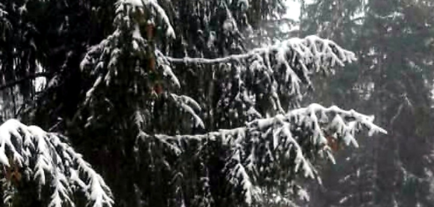 snowy pines