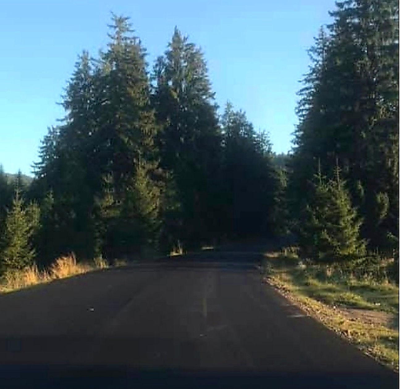 forest road summer