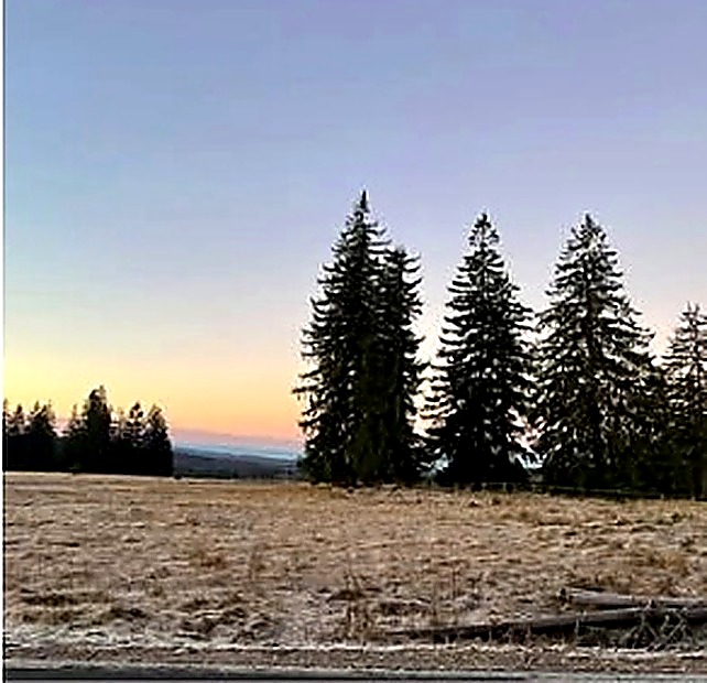 forest sunset