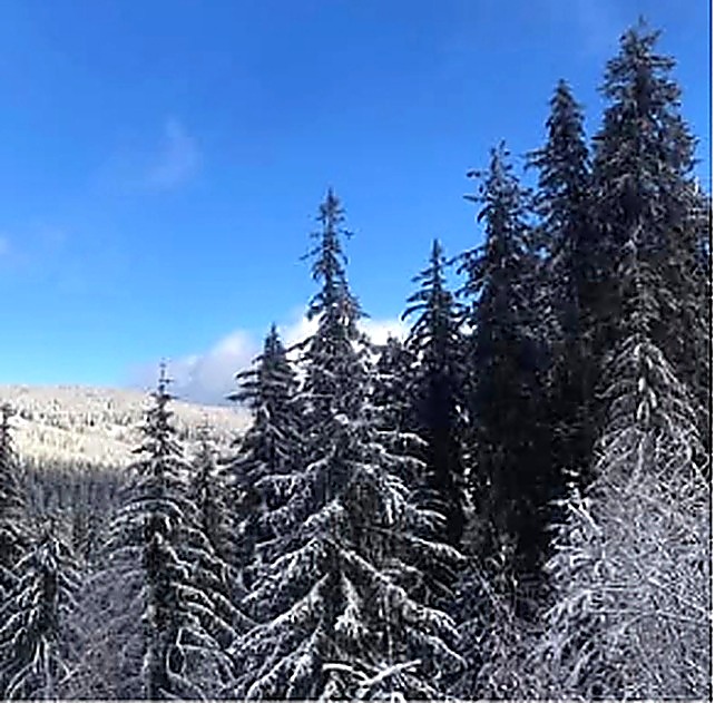 forest winter sun
