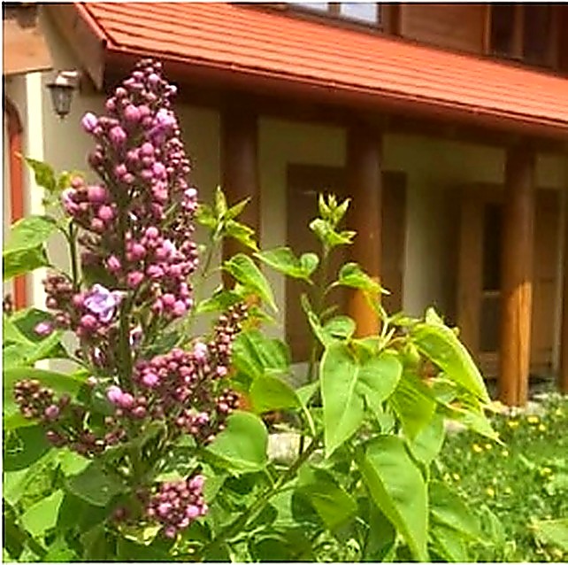 lilac house summer