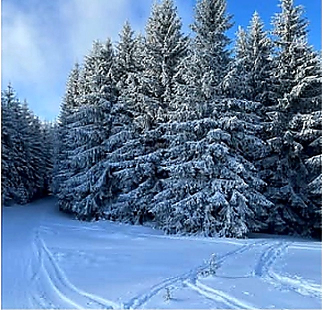snow forest trail
