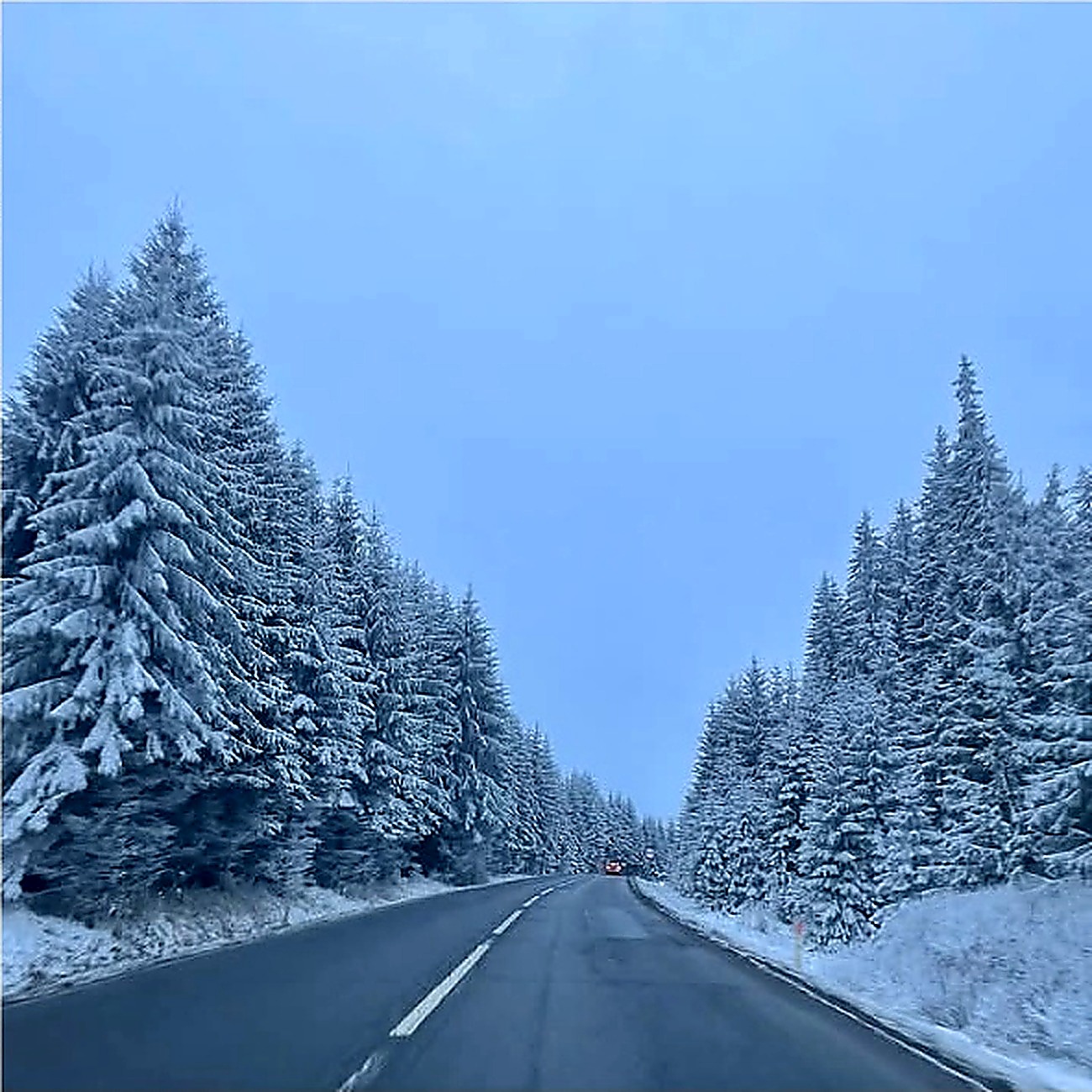 winter road forest