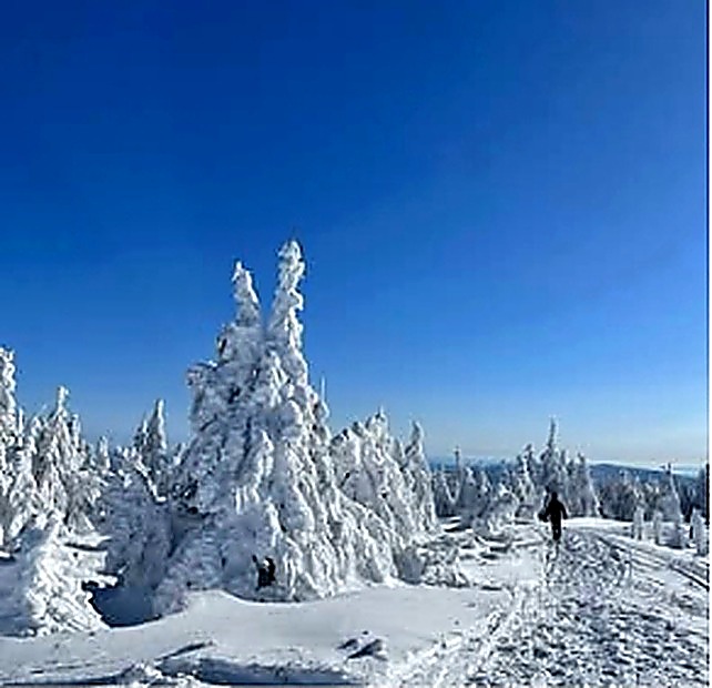 winter trees hiker